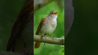 Singing NIGHTINGALE - The Best BIRD SONG  #birds #birdssinging #birdssound #bird