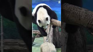 パンダ元宝🐼😎🐼😆