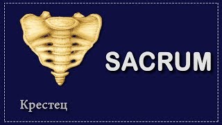 КРЕСТЕЦ | OS SACRUM | АНАТОМИЯ ДЛЯ СТУДЕНТОВ - МЕДИКОВ | АНАТОМИЯ ДЛЯ ПЕРВОКУРСНИКОВ