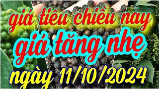 giá tiêu chiều nay ngày 11/10/2024