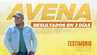 Cultivo de avena mejorado en 3 días - Testimonios Biotech México