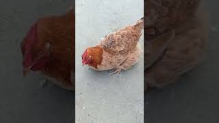 Bad condition of hen 😭😭 short video