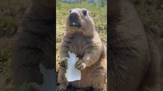 Chubby Himalayan Marmot Enjoying Delicious Vegetables#marmot #marmota #cutemarmot #cuteanimals