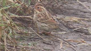 Little Bunting