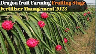 ड्रैगन फ्रूट फार्मिंग मे Fruiting Stage पर कब कौनसा फर्टिलाइजर कितनी मात्रा में दें |Dragon Fruit