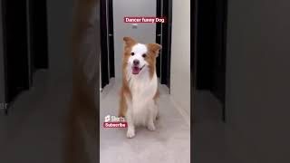 dog video like and subscribe😊😁🐶🐶🐶🐶📱