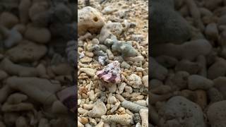 😌💕Vitamin Sea Everyday🌊🌊🌊 #seashells #beach #beachcombing