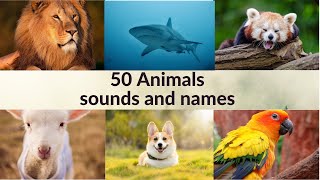 50 animal sounds and names - perfect for children to learn #animals #animalsounds #animalnames