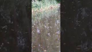 20 Carp Pass By My Carp Rods