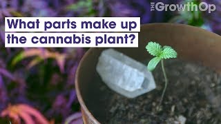 What parts make up the cannabis plant? | Weed Easy