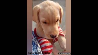 Cute Labrador Puppy 'Simba' #shorts #youtubeshorts