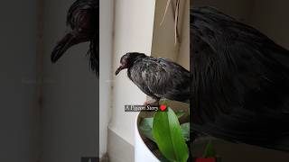 Pigeon Rescue  ♥️ #shorts #short #shortvideo