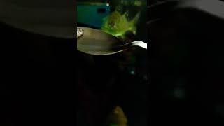 #viral #shorts #peacockbass #severum #parrot #silver shark#bilash aqua&vlogs