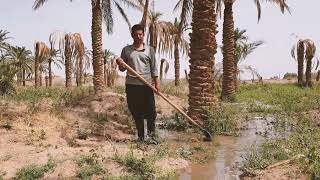 Iran, Bam. Watering the palm garden.