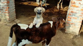 Puppy and cow calf have  an amazing bond Its heartwarming to see different animals become friends🐕🐄