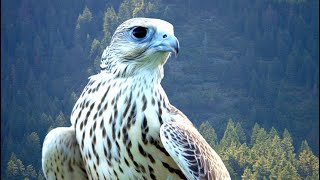 Falcon  ,Altai Falcon ,Sakarfalcon #trendingshorts #youtubeshort #viralshorts