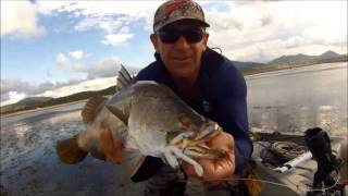 Barramundi in the Shallow's