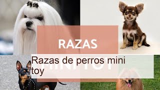 Descubre las Razas de Perros Mini Toy: ¡Pequeños y Adorables Compañeros!