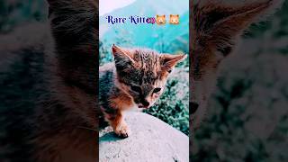 Rare Colour 😸 🐱 ||#shorts #wildlife #cats #kitten