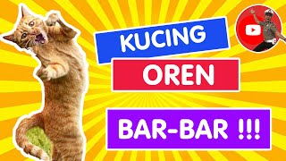 KUCING OREN BAR BAR 😊😅