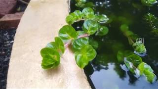 Rotala Plants in My Garden