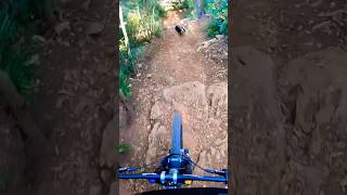 POV - Perfect timing after splitting trails with  Nus! #mtb #traildog #mountainbike #mtblife #shorts