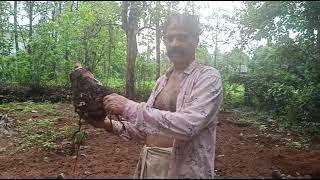 Banana planting   വാ ഴ ക്രി ഷി