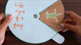 Life cycle of a frog #lifecycle #frogtlm #learningmaterials