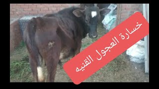 ازاي تتجنب خساره العجول القنيه