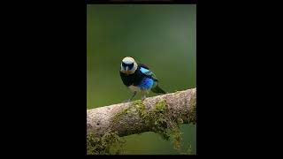 Golden Hooded Tanager