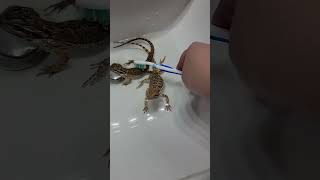 How to bathe your dragon #reptiles #beardeddragon #lizard #reptilelover #reptile