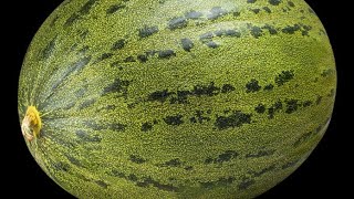 Cómo aprovechar un melón sin sabor