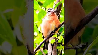 Juvenile Black headed grossbeak #songbird #wildbirds #birds