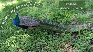 Peacock peahen peafowl