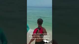 TUBARÃO NA PRAIA DE SAQUAREMA NO RJ