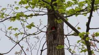 Red-Bellied Woodpecker calling and making nest