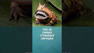 Топ-10 самых странных лягушек #шортс #топ10 #лягушки #ютубшортс #комарик #shorts #ytshorts #малышам