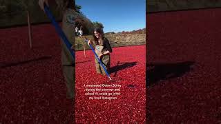 real life ocean spray cranberry bog #shorts