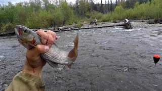 Ловля ХАРИУСА на удочку в глухой ТАЙГЕ/Осень время КРУПНЯКА!/ТАЕЖНАЯ Тяга.