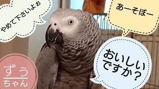 おしゃべり＆会話が楽しいヨウム（大型インコ）のずぅちゃん【2020年春】