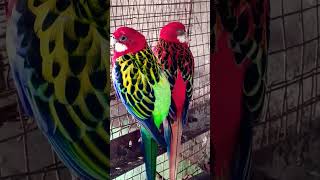 #parrort #birds Rosella parrot vlogs my YouTube channel subscrabe🙏