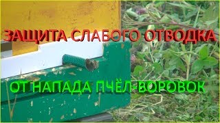 🐝 Защита слабого отводка от напада пчёл-воровок 🐝