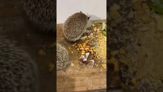 "Hedgehog vs. Food: Which Treat Will It Choose?"#shorts #ytshorts #Hedgehog