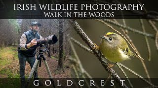 Bird Photography - Nikon Z6 II (Goldcrest) Irish Wildlife