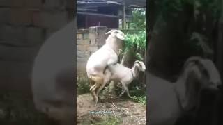 Kambing Lucu II Detik-detik Kambing Jantan Kawin dengan Betinanya #shorts #viral #kambinglucu