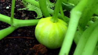 Hybrid Squash Video June 2014 (Yellow Crookneck x White Squash)