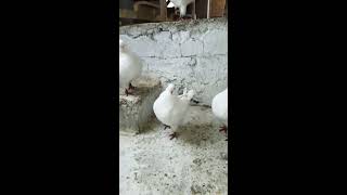 Pigeons king top quality. حمام الكينج مستوا رائع جدا