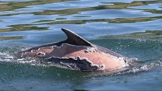 sunburn injuries sustained by Spirtle the dolphin after she washed up