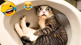 Funniest Cats And Dogs Videos 2024😺You Laugh You Lose 🐶