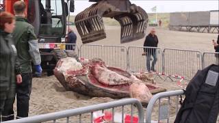 Dwergvinvis geruimd op strand Ter Heijde